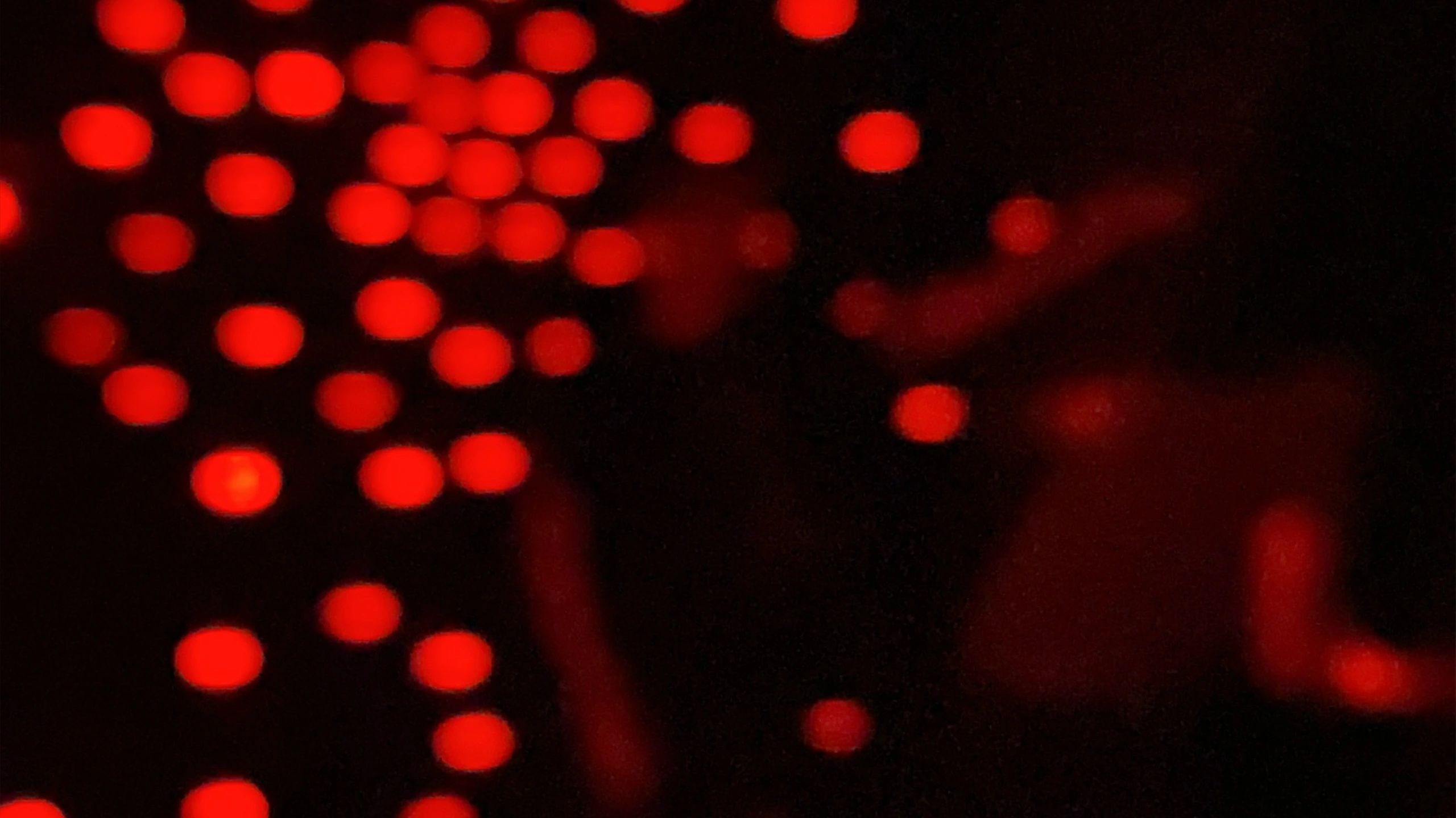 Blurred silhouettes of visitors among glowing red lights in a dark maze
